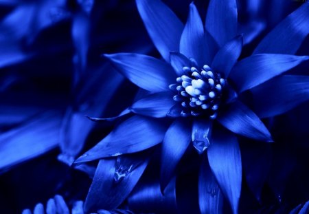 BLUE FLOWER - flower, drops, water, blue