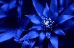 BLUE FLOWER