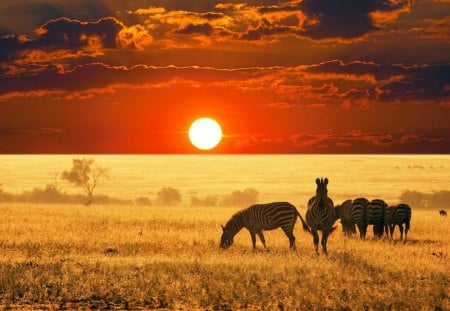 Sunset Horses - sunset, horses, feeding, red, field, golded, horse, sun