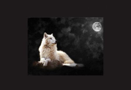 Waiting for the moon - wolfrunning, snow, dog, mythical, the pack, grey wolf, timber, canis lupus, abstract, spirit, friendship, howling, grey, white, nature, arctic, wallpaper, waiting for the moon, majestic, wolf, canine, pack, wild animal black, wolf wallpaper, winter, beautiful, wolf pack, howl, wolves, black, lobo, lone wolf, insnow, solitude