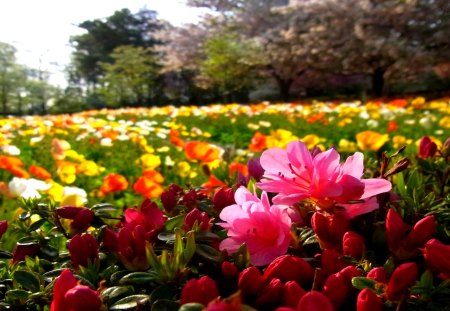 FIELD of FLOWERS - flowers, field, colors, nature