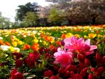 FIELD of FLOWERS