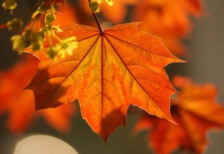 Orange Leaf - fall, nature, autumn, orange, leaf, flower, tree, leaves