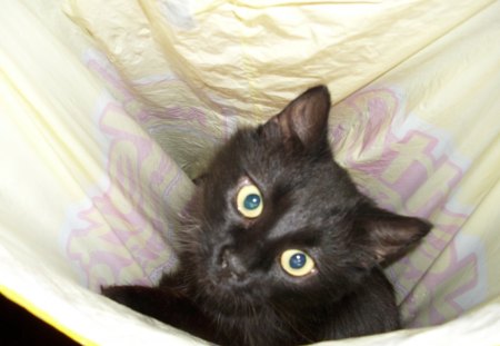 Cat in a bag - eye, bag, funny, cat