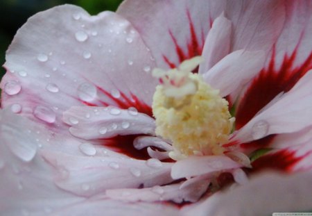 White and Red Hibiscus - moisture, water, bud, flower, petals, white, center, nature, red, soft, waves, hibiscus, layers, day