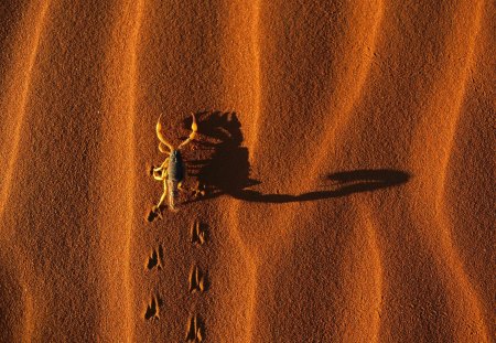 Life in the Desert - sand, scorpion, traces, life, desert, hot, insect