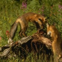 Two, Foxes, Tree, Plant