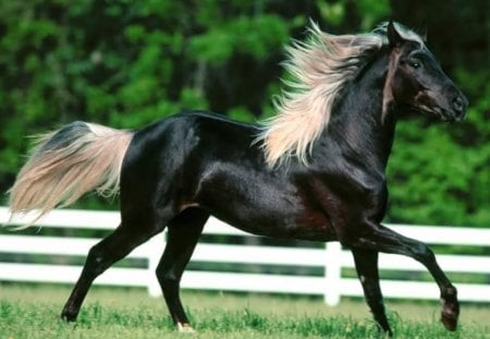 Not Your Basic Horse - black, trees, animal, horse