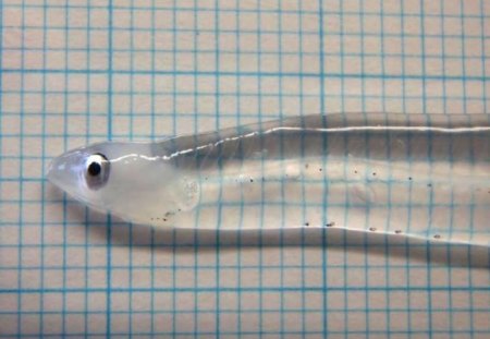 Transparent Eel - animal, eel, transparent, small