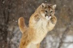 Jumping Cougar