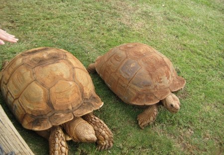 *** TURTLES *** - animal, animals, turtles, slow