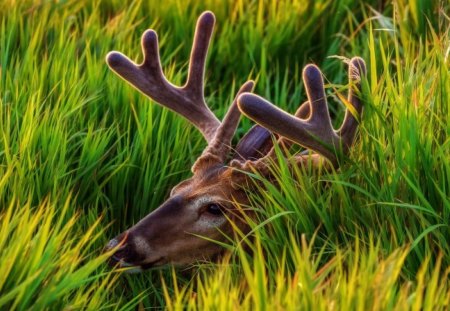 *** DEER *** - grass, nature, animals, deer