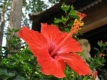 *** Red Hibiscus ***