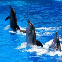 *** Cute ... Dancing Dolphins ...***