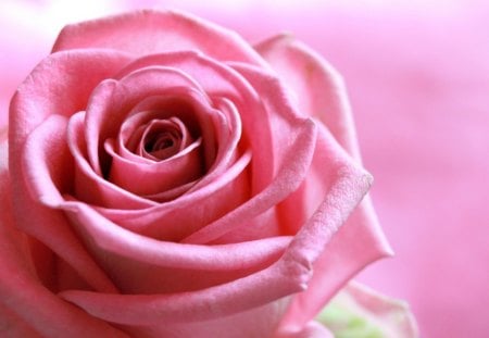 Pink Rose for Ninika - flower, pink, nature, rose