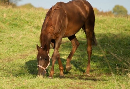 *** Horse on the meadow *** - horses, nature, meadow, graas