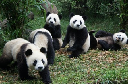 *** PANDAS *** - graas, trees, nature, animals