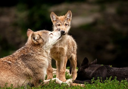 A KISS from MOM! - wolf, wolves, animals, wolwes, little family, big, predators, small