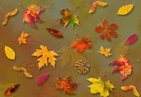 ♥     Falling Leaves     ♥ - abstract, forest, leaves, fall, collages, nature, autumn, falling leaves, park