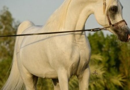 Refined Beauty - white, horses, grey, oriental, arabian