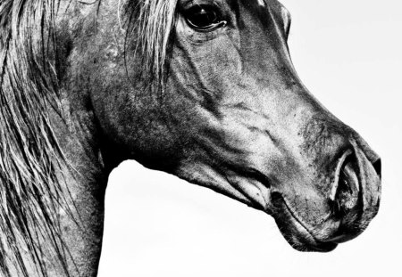 Arabian Profile - horses, black and white, oriental, arabian