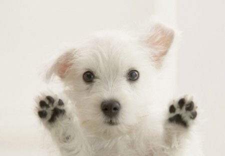 HeLLO Friends - white, animals, dog, eyes, dogs, animal, cute