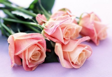 * Tender roses * - flowers, roses, delicate, tenderness, soft, petals