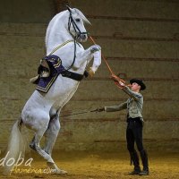 Andalusian Stallion Rearing