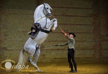 Andalusian Stallion Rearing - spanish, grey, horses, spain, andalusian