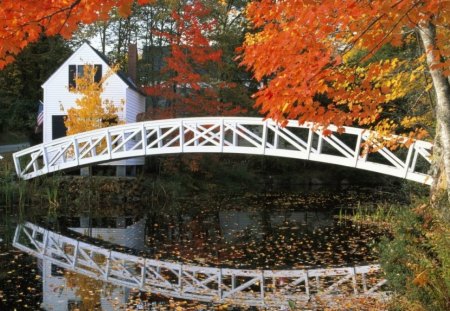 House in the woods - house, nature, autumn, brown, golden, bridge, woods, leaves