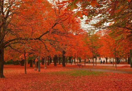 Red light - red, golden, leaves, tree, nature, autumn