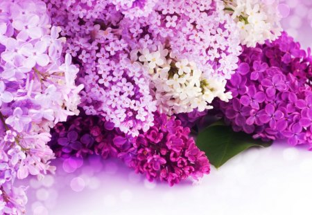 Flowers - blooms, blossoms, delicate, tenderness, beauty, lovely, flower, petals, bouquet, nature, bright colors