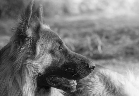 Glamor photography - glamor, dog, german shepherd, photography