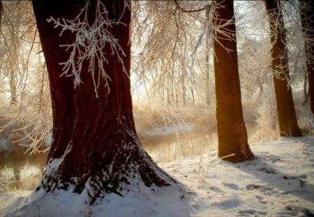 Glamor photography - winter, tree, solei, snow