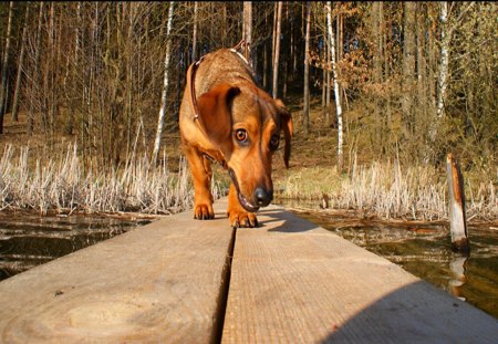 Dog - the best dog, sad dog, dog, happy dog, dachshund