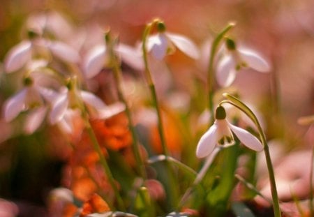 Snowdrop - flowers, snowdrop, photography, spring, photo, flower