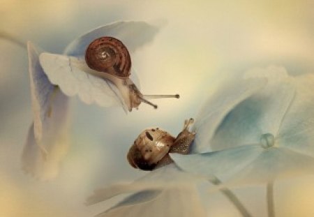 snails - snails, flowers, fantasy, soft colors