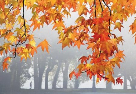 autumn fog - trees, fog, autumn, silhouettes, leaves