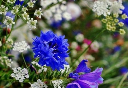 Simple Blue and Purple Lovliness - nature, purple, blue, field, flower