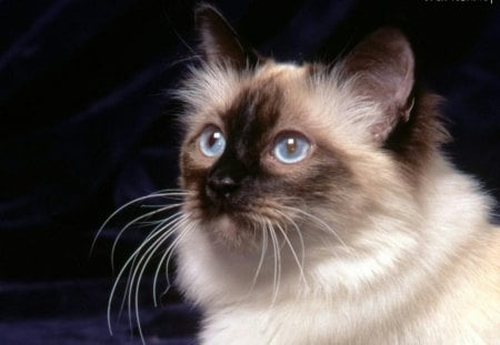 QUEEN OF SIAM - pets, cats, beauty, ragdoll, portraits, pedigree, siamese, blue eyes