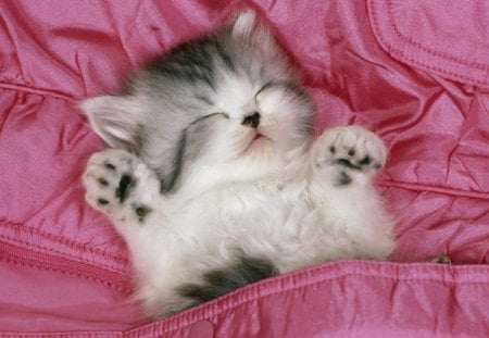 SWEET DREAMS - innocence, bed, sleep, pink, kittens, babies, cute