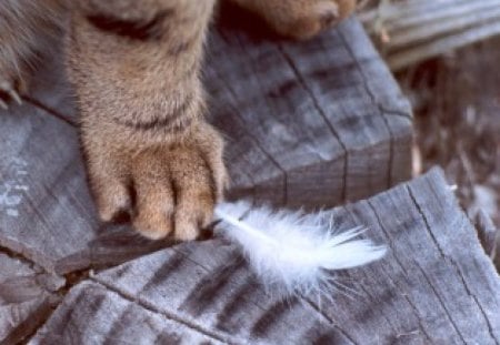 DARN! I ALMOST HAD HIM!! - kitty paws, cats, tree stump, feathers, feet