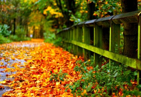 ROAD with AUTUMN LEAVES - leaves, fence, autumn, road