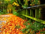 ROAD with AUTUMN LEAVES