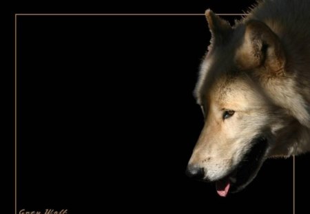 Gray wolf - wallpaper, lone wolf, arctic, wolf, grey, insnow, grey wolf, wild animal black, friendship, winter, pack, the pack, canis lupus, dog, snow, wolfrunning, black, beautiful, abstract, timber, white, wolves, solitude, wolf pack, howling, nature, mythical, wolf wallpaper, spirit, howl, canine, lobo, majestic