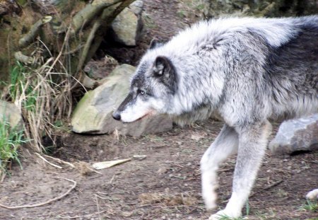 nature wolf - wolfrunning, snow, dog, mythical, the pack, grey wolf, timber, canis lupus, nature wolf, abstract, spirit, friendship, howling, grey, white, nature, arctic, wallpaper, majestic, wolf, canine, pack, desktop, wild animal black, wolf wallpaper, winter, beautiful, wolf pack, howl, wolves, black, lobo, lone wolf, insnow, solitude