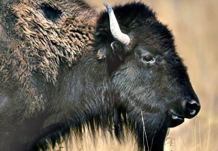 American Plains Bison - cow, range, bison, american plains bison, montana