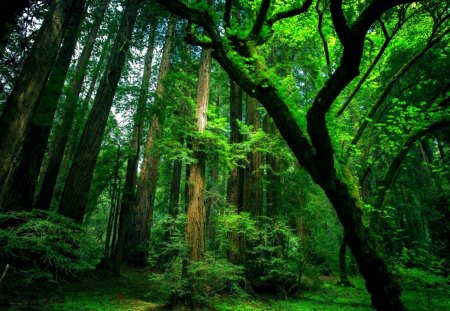 GREEN FOREST - sequoia, trees, big, green, forest