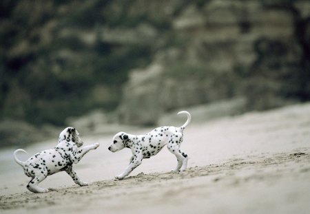 *** Dalmatians puppies *** - puppies, dogs, animals, dalmatians