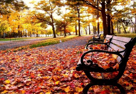 AUTUMN PARK - benches, park, leaves, autumn